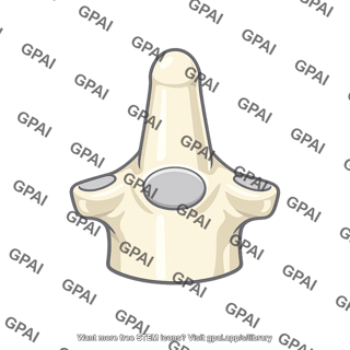 Axis vertebra