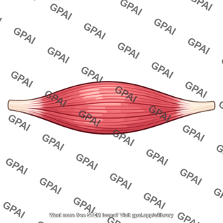Skeletal muscle
