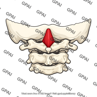Rectus capitis posterior minor