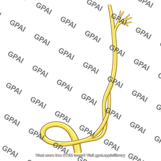 Recurrent laryngeal nerve