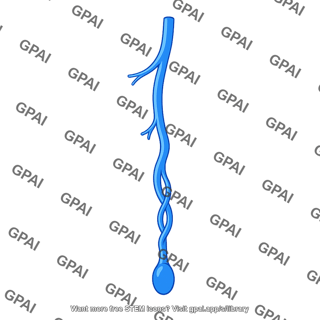 Right testicular vein