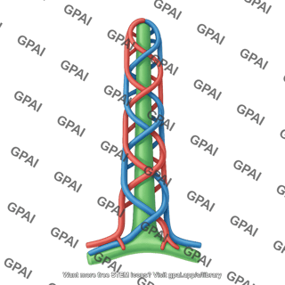 Intestinal villus vasculature 1