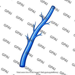 Blue vein with tributaries