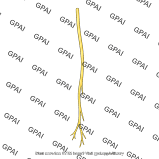 Nerve branch