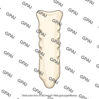 Sternum body