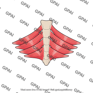 Transversus thoracis