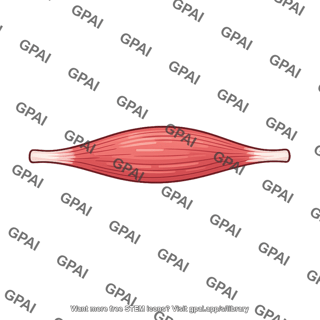 Skeletal muscle