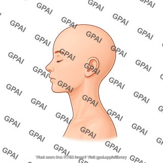 Adult female head lateral hairless