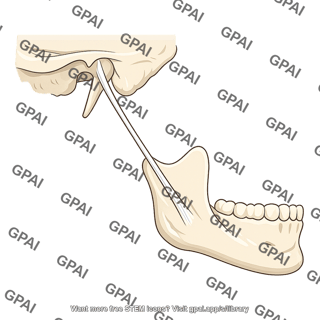 Stylomandibular ligament