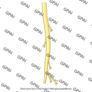 Tibial nerve