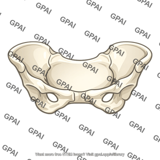 False pelvis