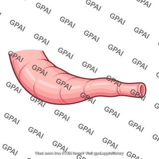 Pyloric part of stomach