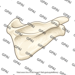 Scapula