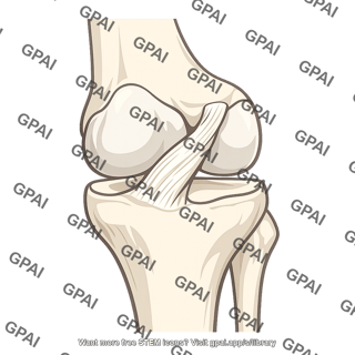 Anterior cruciate ligament