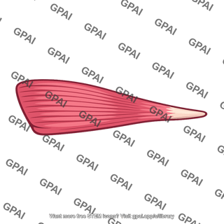 Adductor pollicis transverse head