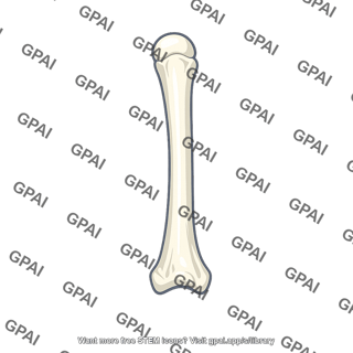 Proximal phalanx little finger