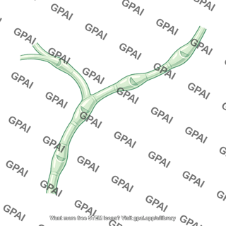Lymphatic vessel