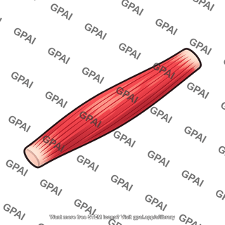 Muscle bundle