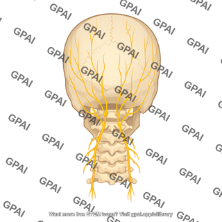 Skull posterior with occipital nerves