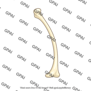 Long bone