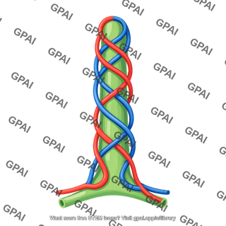 Intestinal villus vasculature reduced