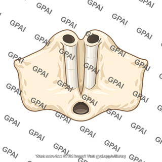 Paired incisive canals