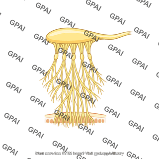 Olfactory nerve