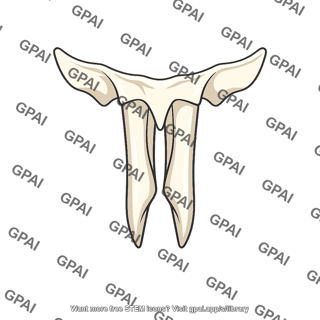 Pterygoid process of sphenoid