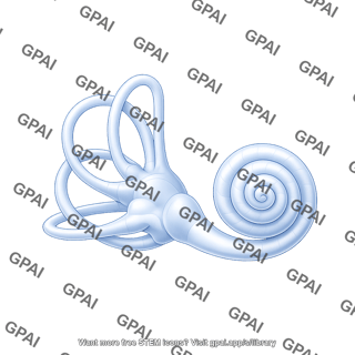 Inner ear surface