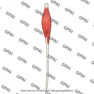 Extensor hallucis longus