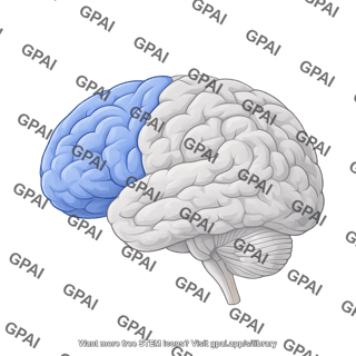 Brain lateral view frontal lobe