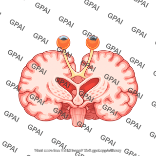 Brain horizontal cut at optic chiasm