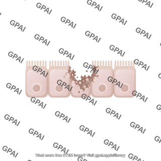 Intestinal epithelium damaged