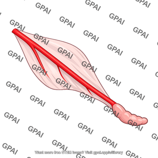 Appendicular artery in mesoappendix