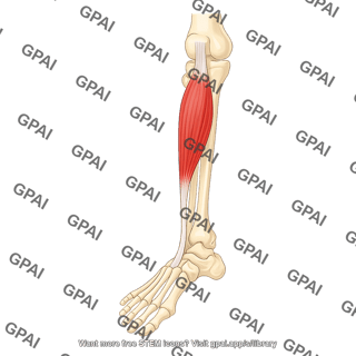 Tibialis anterior muscle