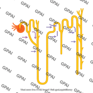 Nephron showing absorption and secretion