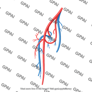 Vasculature thigh avl