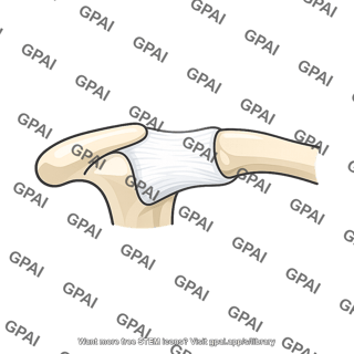 Acromioclavicular joint capsule