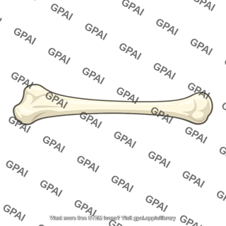 Long bone