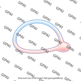 Semicircular duct