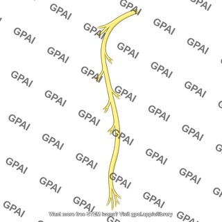Musculocutaneous nerve