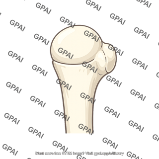 Anatomical neck of humerus