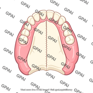 Intermaxillary suture