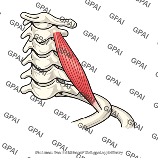 Posterior scalene muscle
