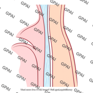 Retropharyngeal space