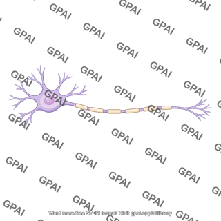 Preganglionic motor neuron