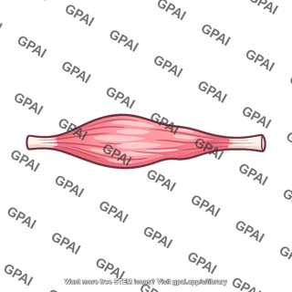 Skeletal muscle