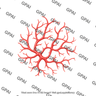 Organoid vasculature