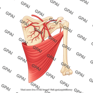Latissimus dorsi posterior with scapula arteries