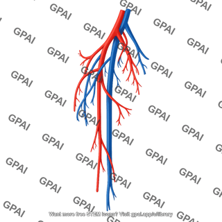 Vasculature thigh avl 1